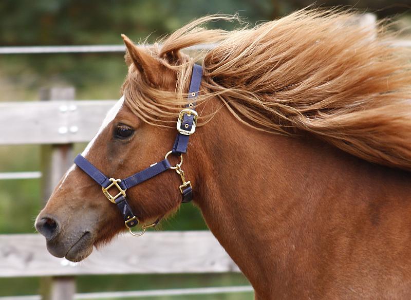 Huld fra Hamraendum b.jpg